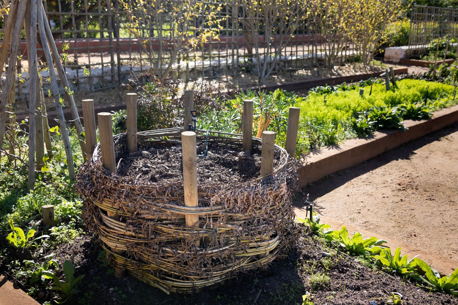 Woven garden compost enclosure filled with dark composting material among raised vegetable beds