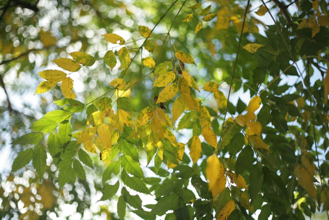 Tree canopy with a mix of green and yellowing leaves against a bright sky