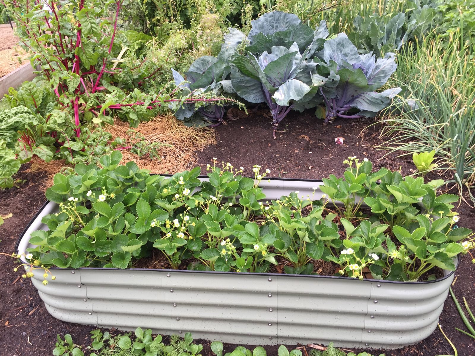 Raised beds growing different vegetables, strawberries, brassicas and others in separate areas