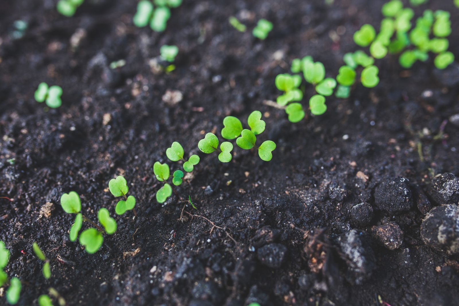 Dark, rich, healthy soil with fresh green seedlings growing in a row