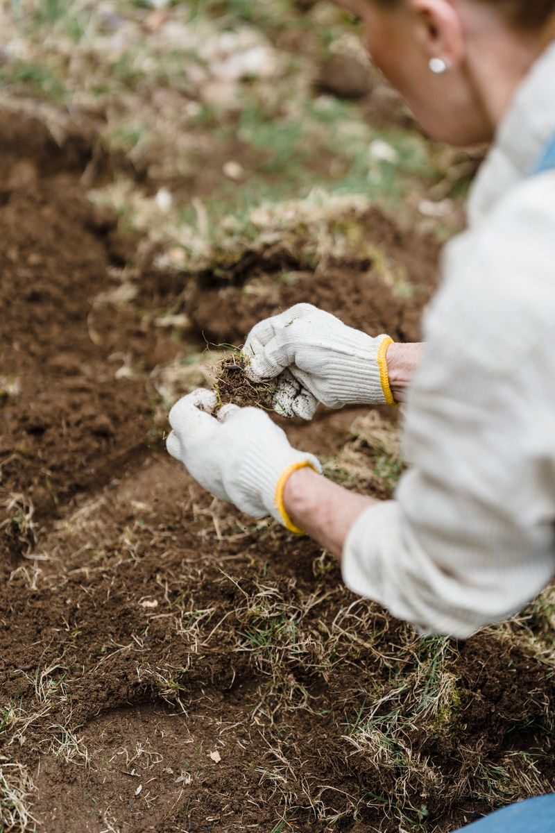 Gloved hands examining soil at ground level in a field