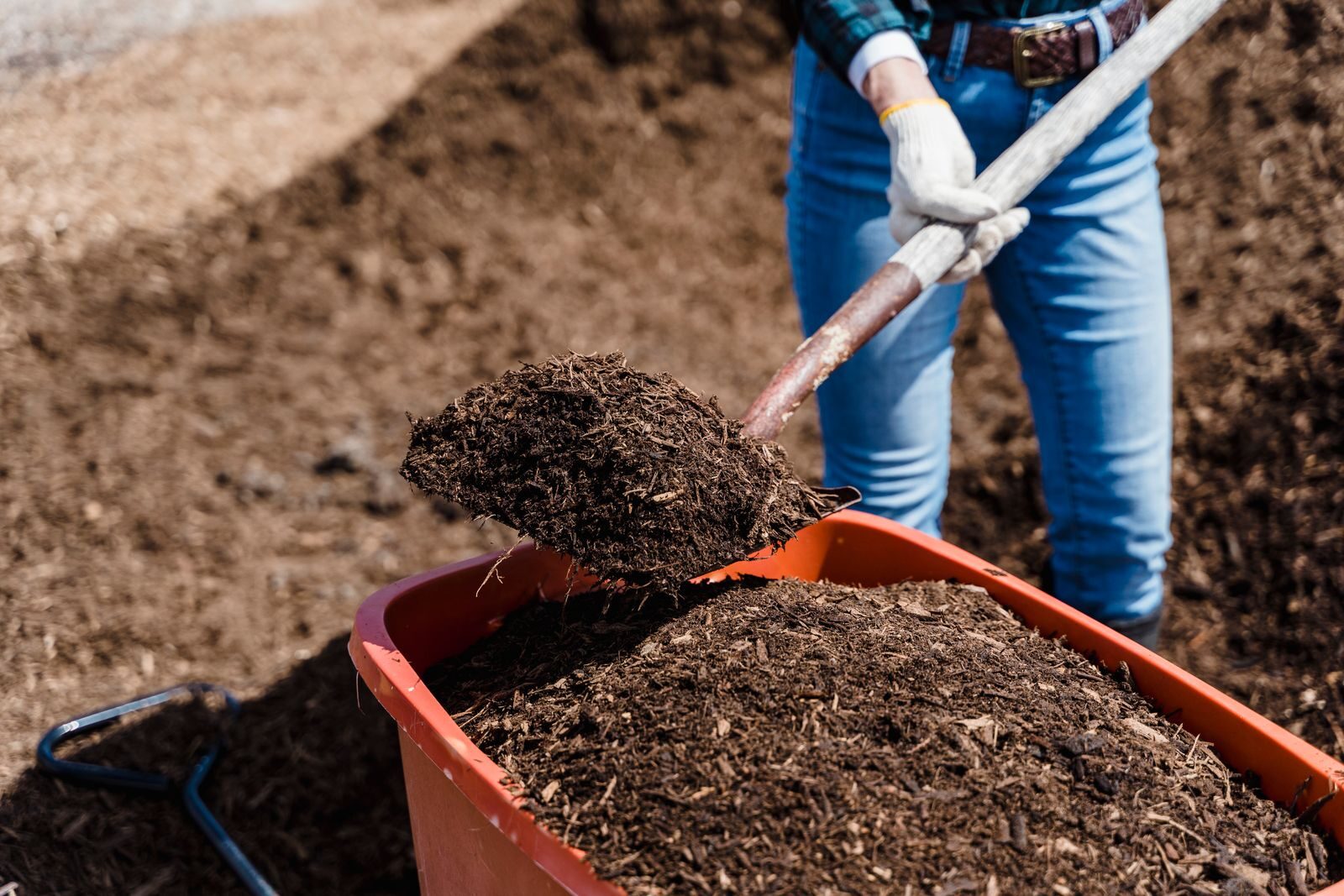 Person shovelling dark crumbly compost into a wheelbarrow in a garden