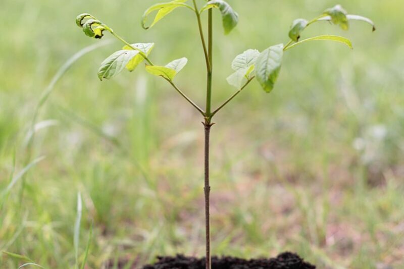 I Planted a Tree Two Years Ago and It Is Not Growing