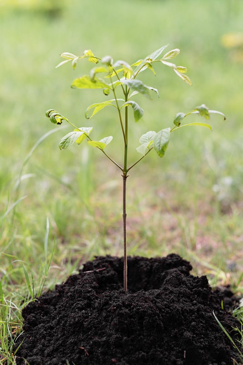 Single young tree with sparse foliage planted in dark soil with grass behind