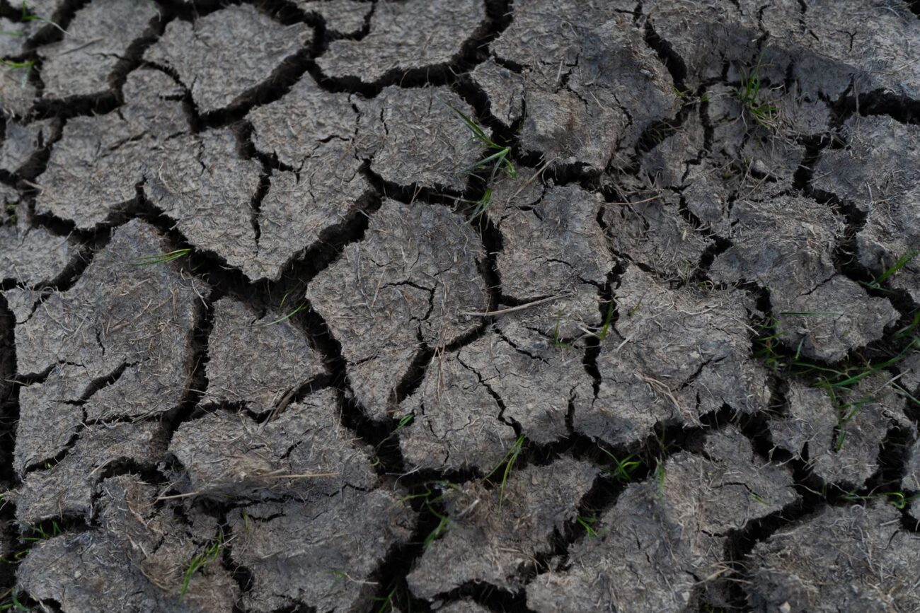 Cracked, grey, dry soil with only a few struggling green shoots growing through