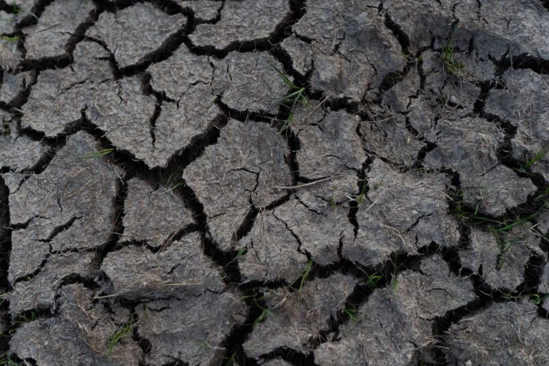 I Dug Up My Garden and the Soil Looks Grey and Dead