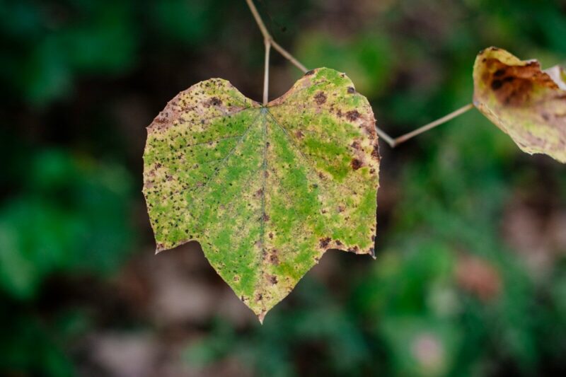 Why Do My Outdoor Plants Get Brown Spots on Their Leaves in Hot Weather