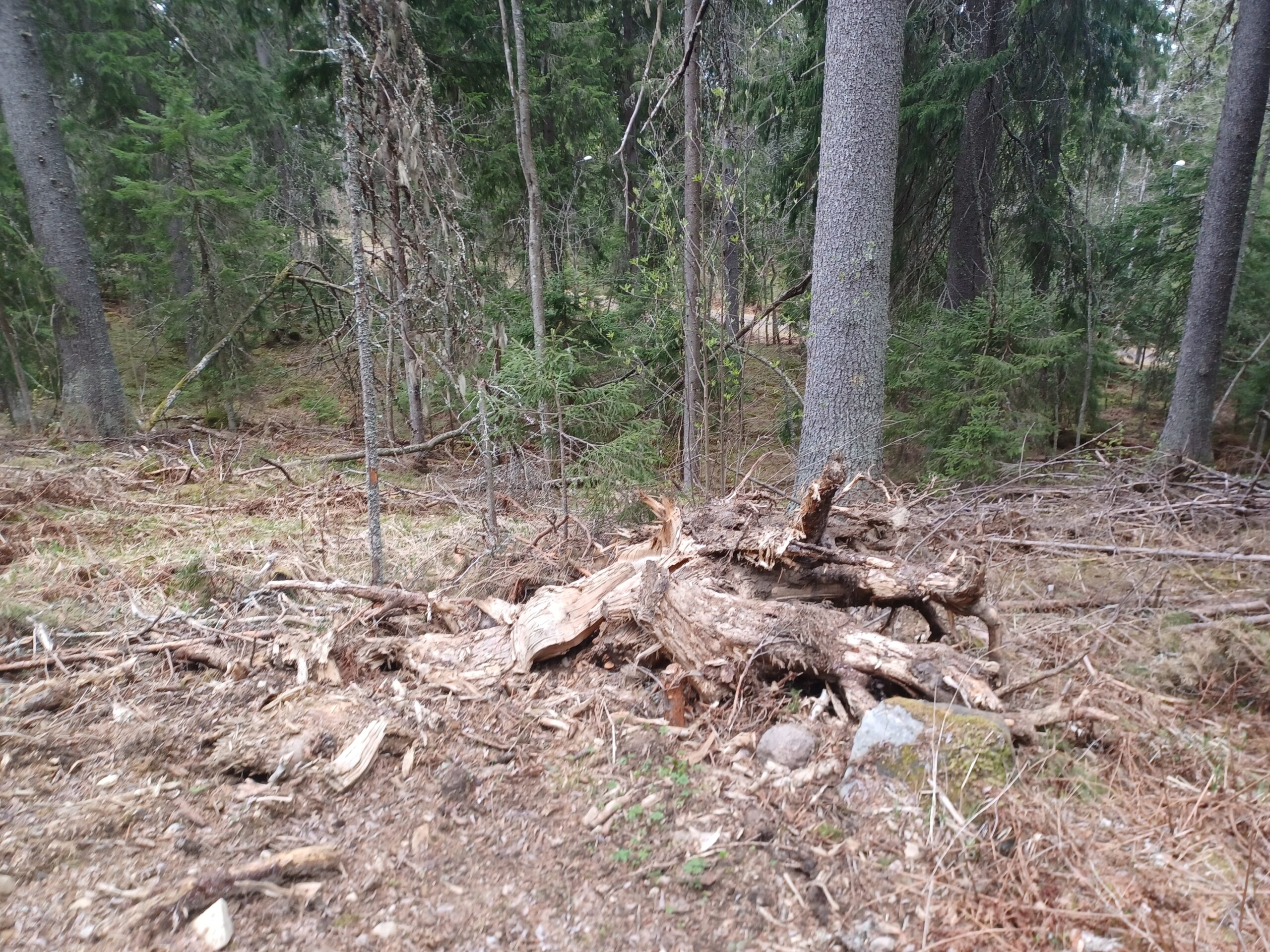 Decomposing fallen log and woody debris on a boreal forest floor showing the raw organic material that begins the humification process as fungi and bacteria break down complex compounds into stable humus