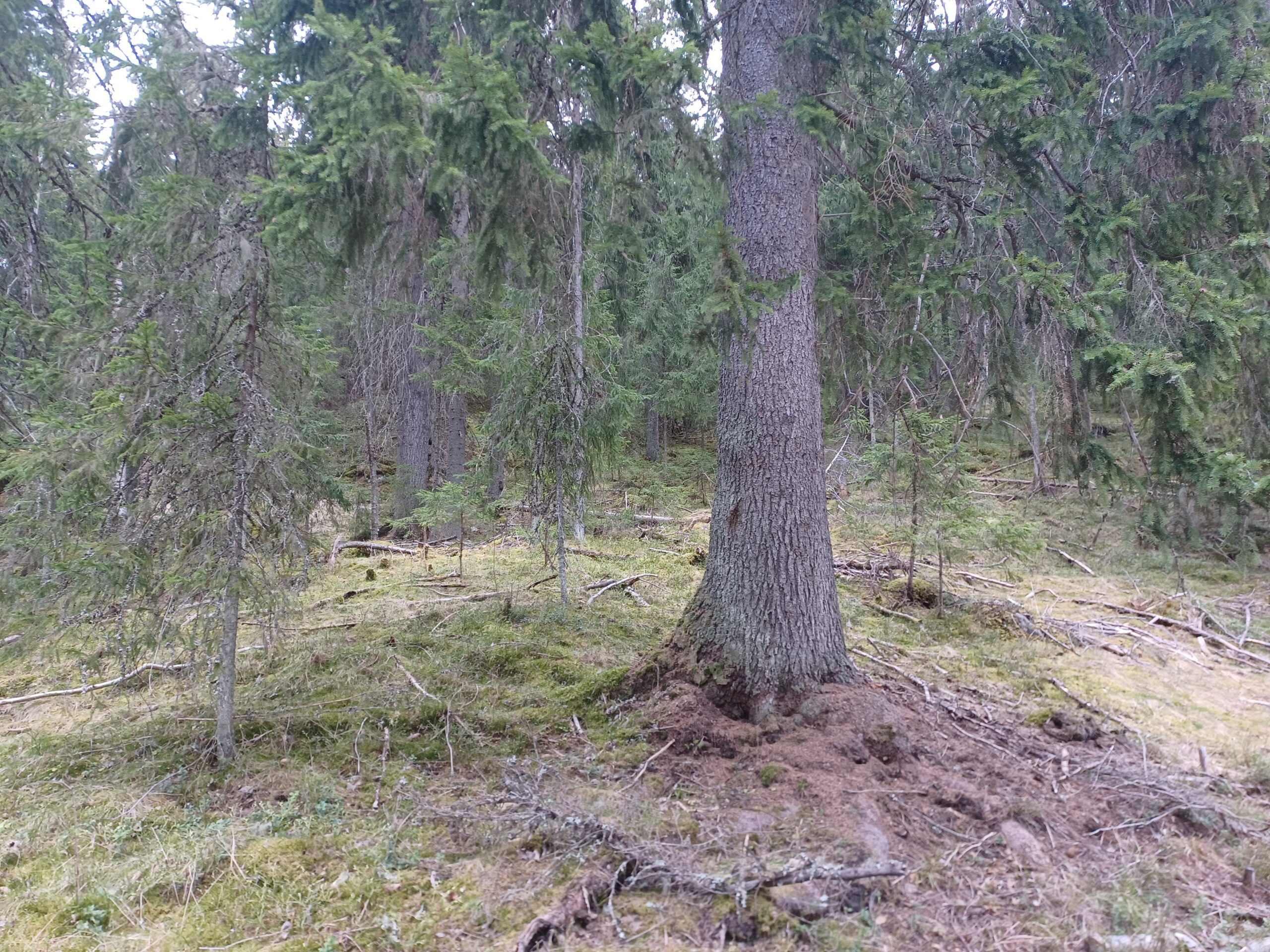 Boreal spruce forest floor showing moss ground cover and dark humus rich soil exposed at the base of a mature spruce tree where decades of organic matter accumulation have built up the soil organic layer