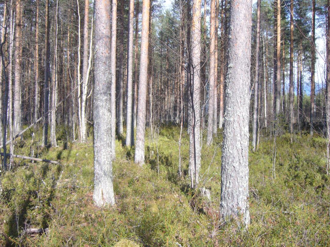 Boreal forest floor with moss ground cover and pine trees showing the typical vegetation of peatland adjacent ecosystems where waterlogged conditions support peat formation and carbon storage