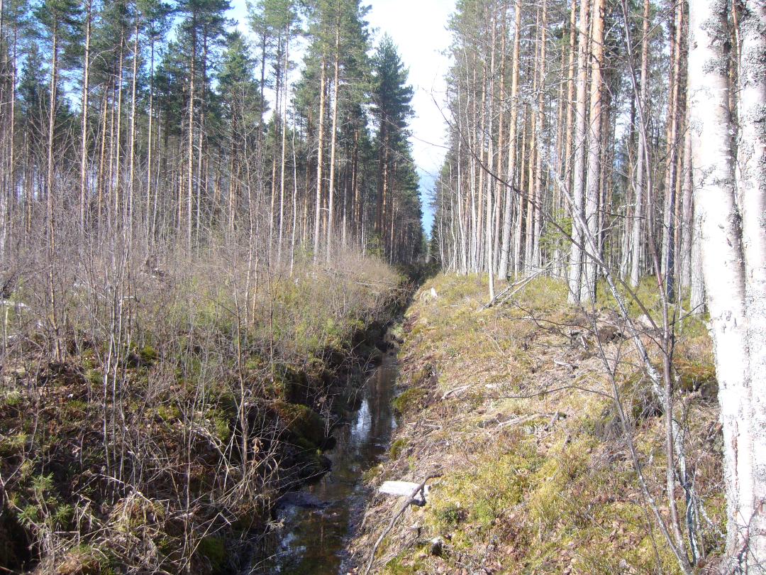 Drainage ditch cutting through boreal peatland forest showing dark exposed peat soil on the ditch banks where lowered water table triggers carbon release from previously anaerobic peat