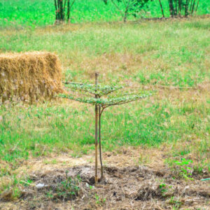 Tree Establishment Tracker