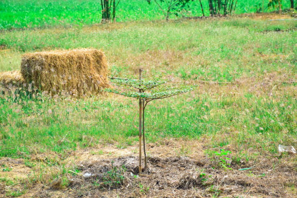 Tree Establishment Tracker
