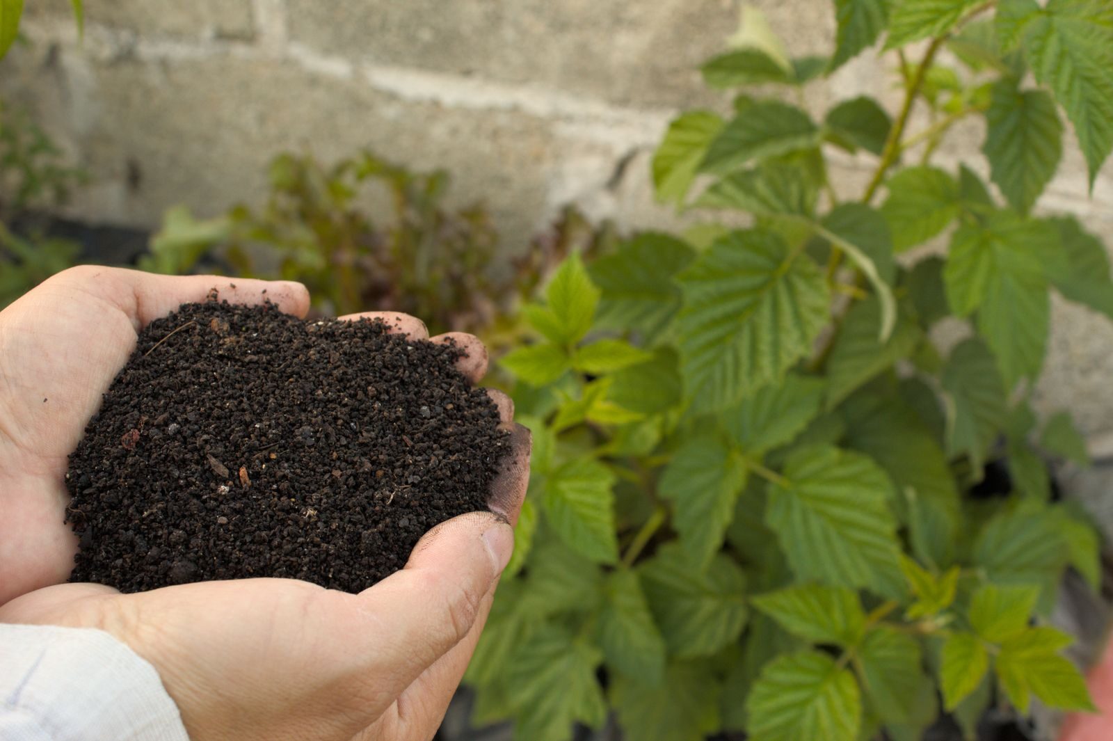 Hands holding dark crumbly compost with a green plant in the background