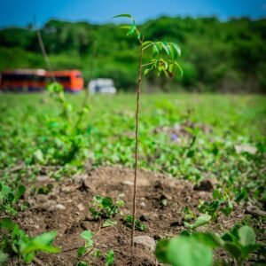 Young tree sapling establishing in open soil, staked in a field with green hillside behind