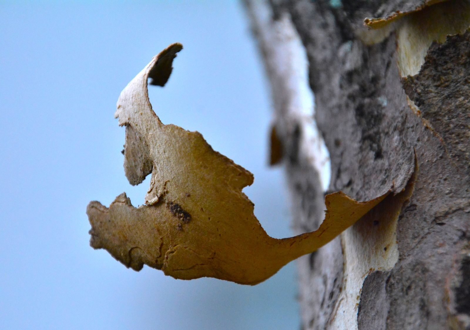 Close-up of a curled flake of outer bark peeling away from a tree trunk