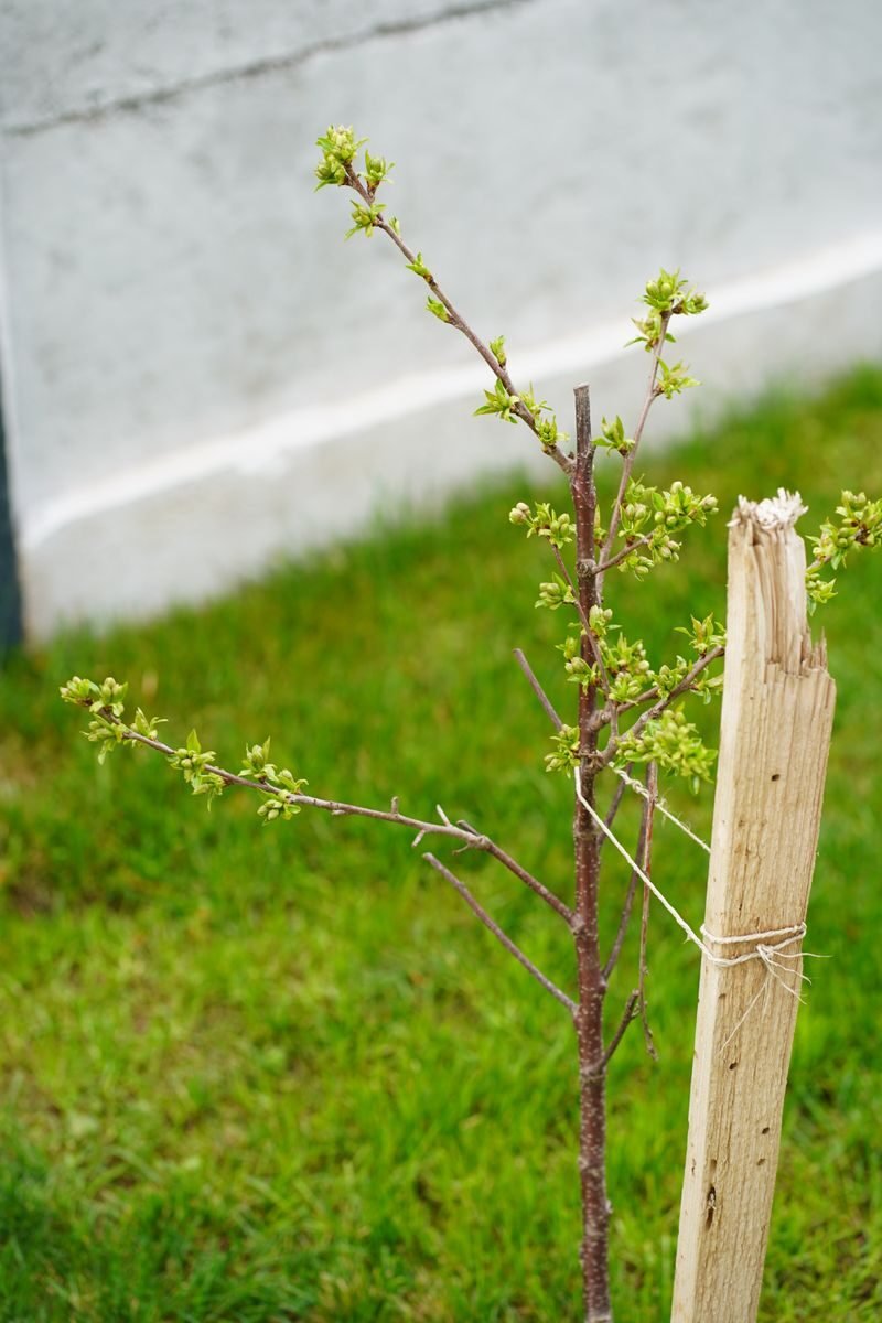 Thin young tree tied to a wooden stake with string, planted in grass next to a wall