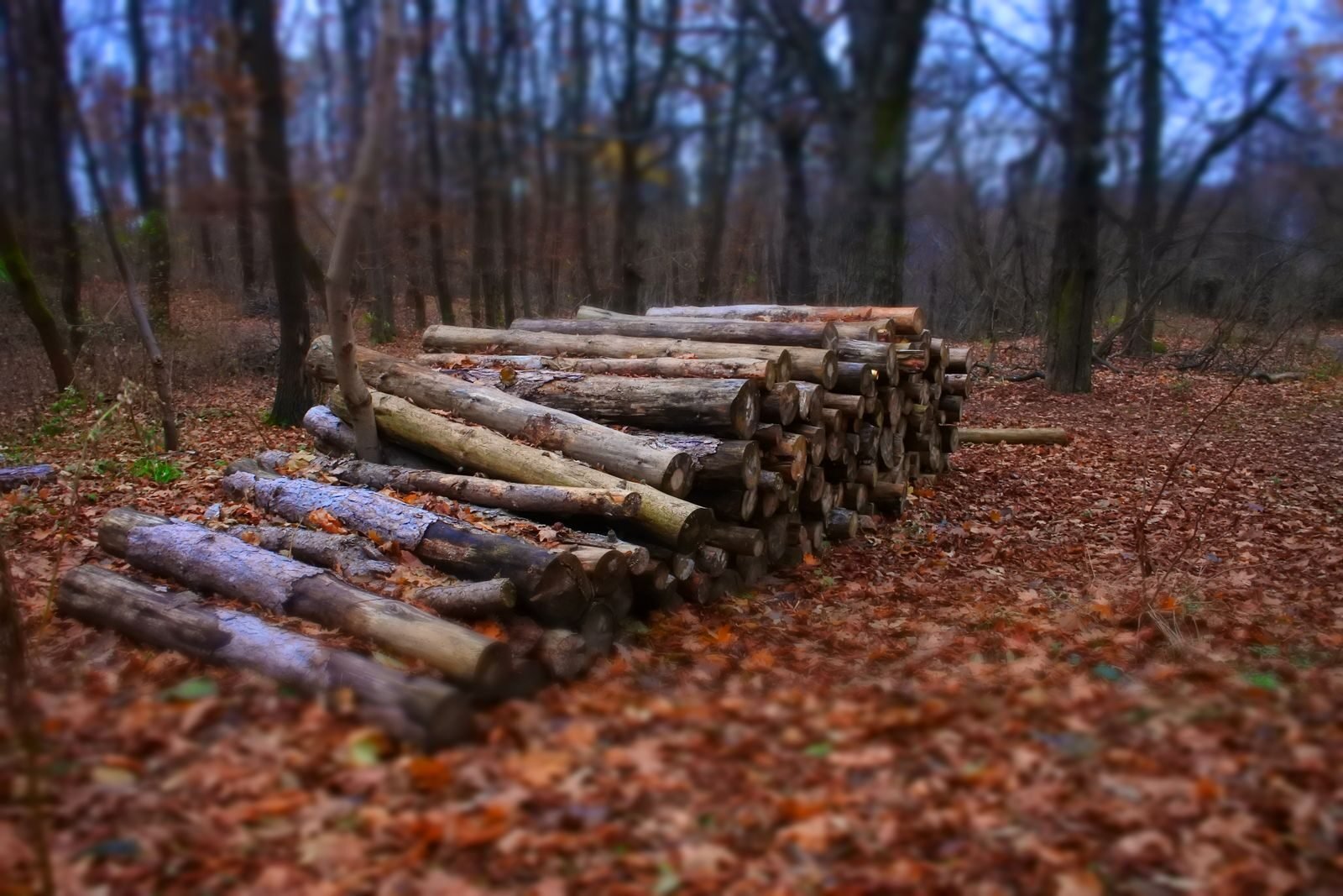 Stack of unsplit logs lying uncovered in a damp autumn forest with fallen leaves