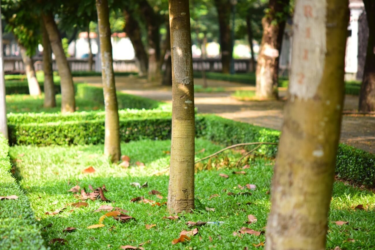 Row of young tree trunks growing in a green park lawn with fallen leaves