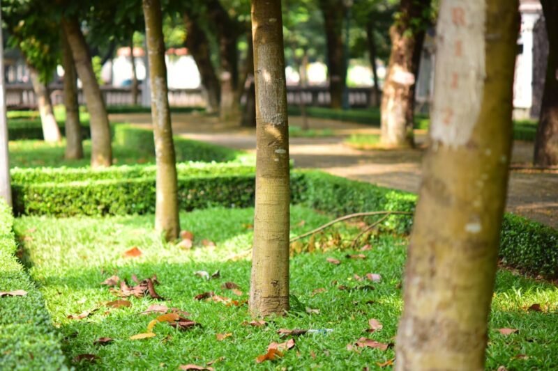 My Tree Trunk Got Thinner. Is It Dying?