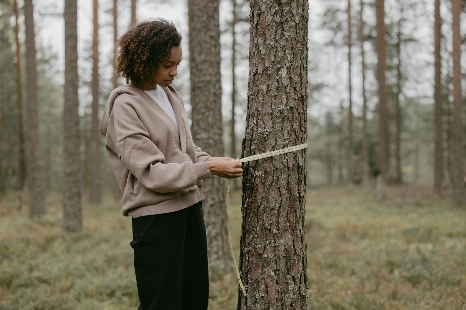 Woman wrapping a measuring tape around a pine tree trunk in a forest to check its girth