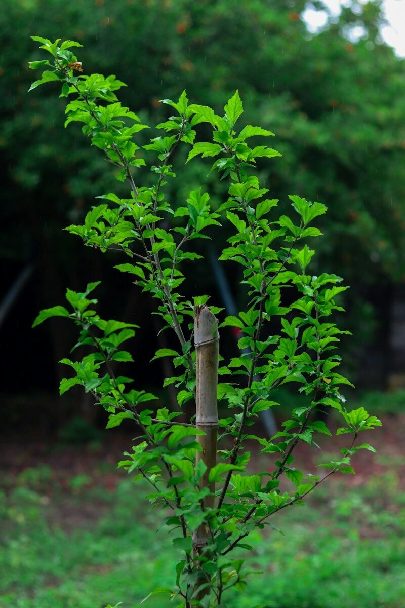 Young leafy tree growing upright with a bamboo cane fixed beside its stem for support