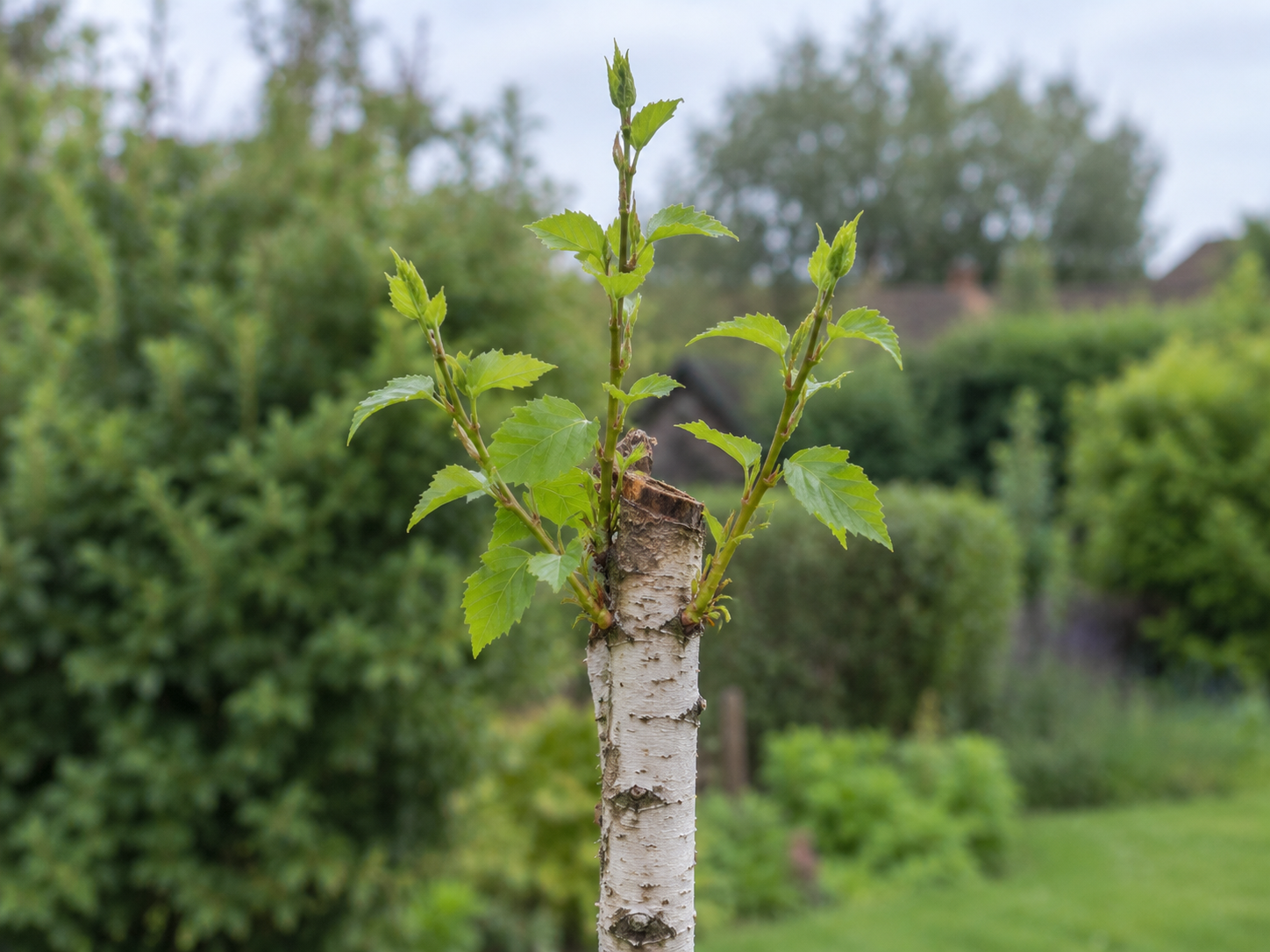 Three new green shoots growing upward just below the cut top of a young birch tree